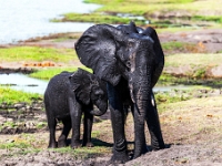 Rezerwat w Chobe (Botswana)